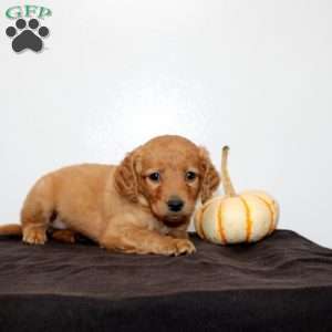 Calista, Mini Goldendoodle Puppy